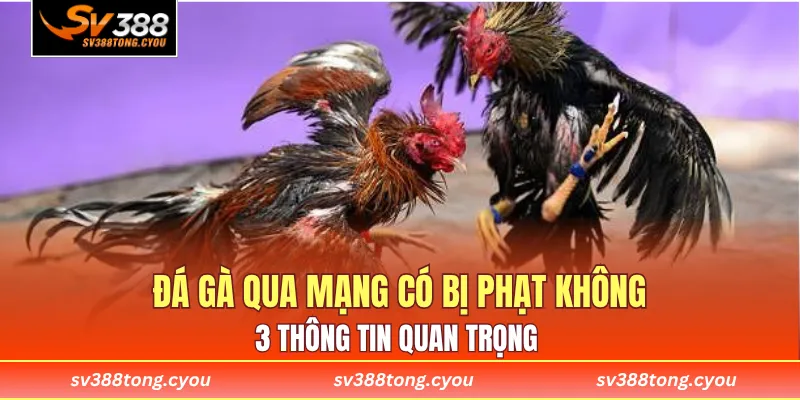 Đá Gà Qua Mạng Có Bị Phạt Không? 3 Thông Tin Quan Trọng