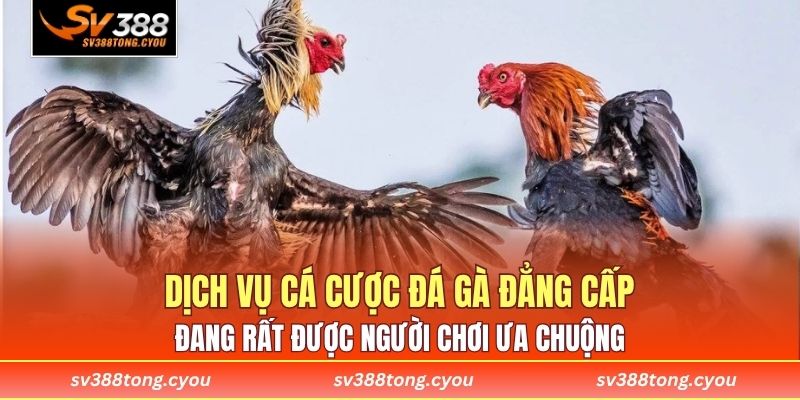 Dịch vụ cá cược đá gà đẳng cấp đang rất được người chơi ưa chuộng