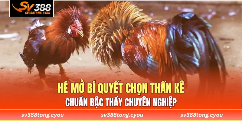 Hé mở bí quyết chọn thần kê chuẩn bậc thầy chuyên nghiệp