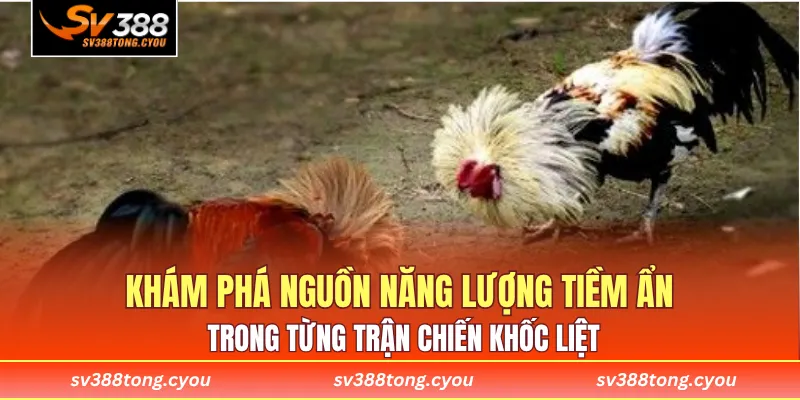 Khám phá nguồn năng lượng tiềm ẩn trong từng trận chiến khốc liệt