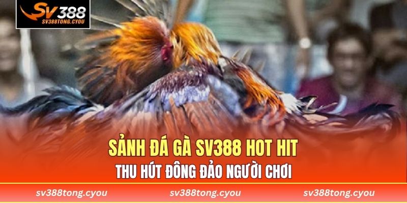 Sảnh đá gà SV388 hot hit thu hút đông đảo người chơi
